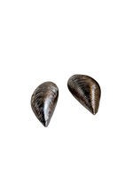 Load image into Gallery viewer, Shells earrings
